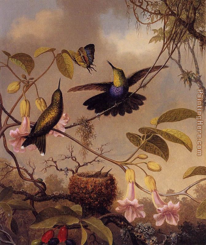 Fort-Tailed Woodnymph